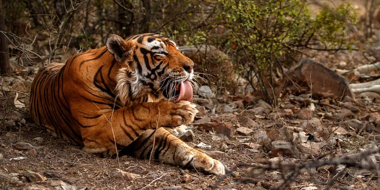 Nepal Wild Nature Tour Package